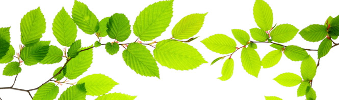 Leaves